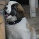 Hercules