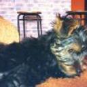 Deisy
