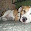 Canelo