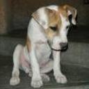 Canelo