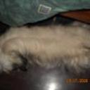 Peluchin