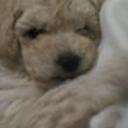 Mateo