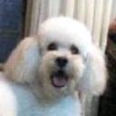 Toto
