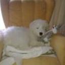 Ares