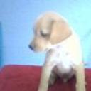 Rabito