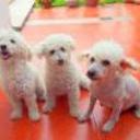 Violeta, jazmin y zoe