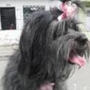 Morocha