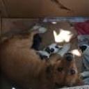 Cuki, coco, kika, gufi y pluto