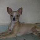 Junior