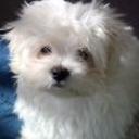Bugy