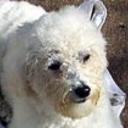 Ivo