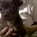 Canela