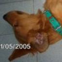 Cofler