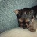 Cuki