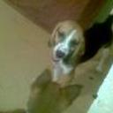 Junior