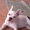 Senda