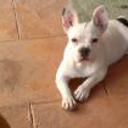 Senda