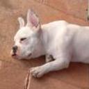 Senda