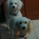Sacha