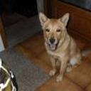 Roki