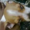 Molly