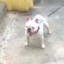 Albin