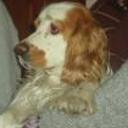 Sebastia