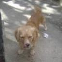 Zimba