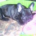 Rocko