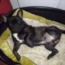 Rocko