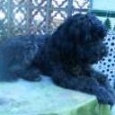 Benji