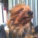 Budy