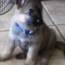 Koda