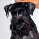 Baco