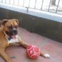 Rockoo
