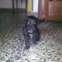Benji