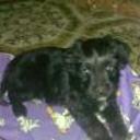 Benji