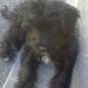 Benji