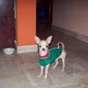 Ody