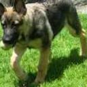 Koda