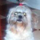 Xila