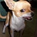 Huguito