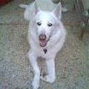 Principe