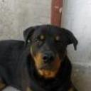 Tayson