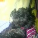 Nena