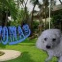 Thomas
