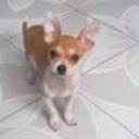 Chato