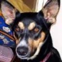 Rufo
