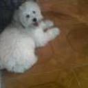 Hachico