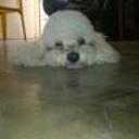 Bubbalo